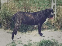 femmina di cane corso